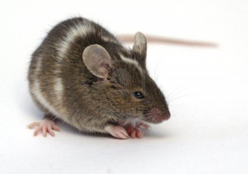 eliminar ratones en iztapalapa